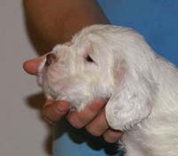 Vieno_Zorro_litter_4weeks_BoyPink_d