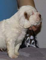 Vieno_Zorro_litter_4weeks_BoyPurple_e