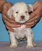 Vieno_Zorro_litter_4weeks_GirlGreen_e