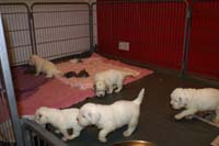 a_Vieno_Zorro_litter_4weeks_c