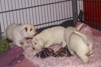 a_Vieno_Zorro_litter_4weeks_e