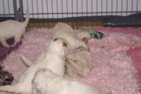 a_Vieno_Zorro_litter_4weeks_g