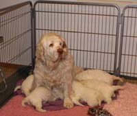 a_Vieno_Zorro_litter_4weeks_l