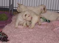 a_Vieno_Zorro_litter_4weeks_m