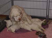 a_Vieno_Zorro_litter_4weeks_n