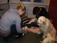 a_Vieno_Zorro_litter_4weeks_r