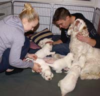 a_Vieno_Zorro_litter_4weeks_v