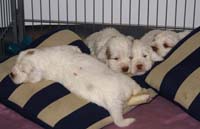 a_Vieno_Zorro_litter_4weeks_zz