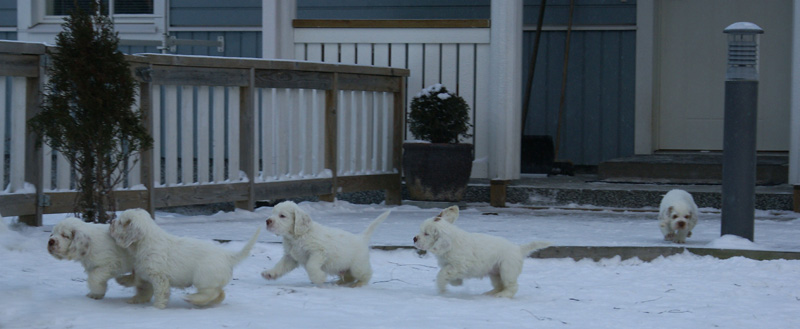 Vieno_Zorro_pups_6,5weeks_a