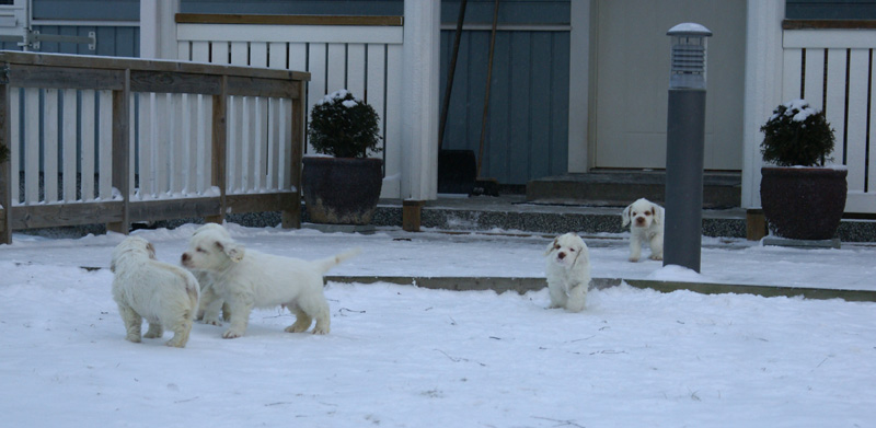 Vieno_Zorro_pups_6,5weeks_b