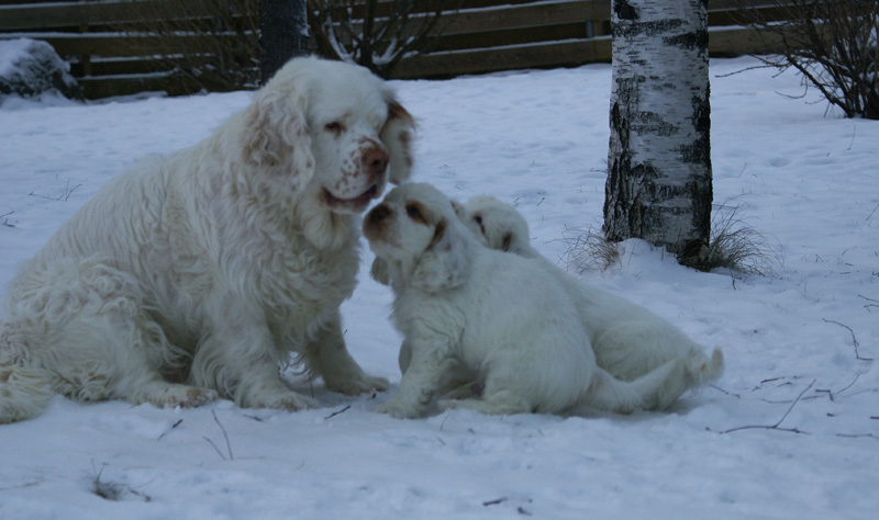 Vieno_Zorro_pups_6,5weeks_f