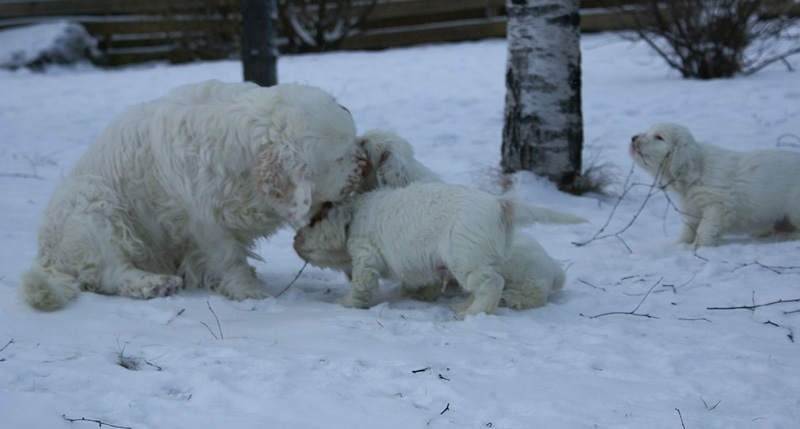 Vieno_Zorro_pups_6,5weeks_g