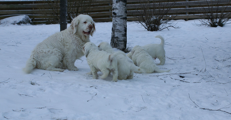 Vieno_Zorro_pups_6,5weeks_h