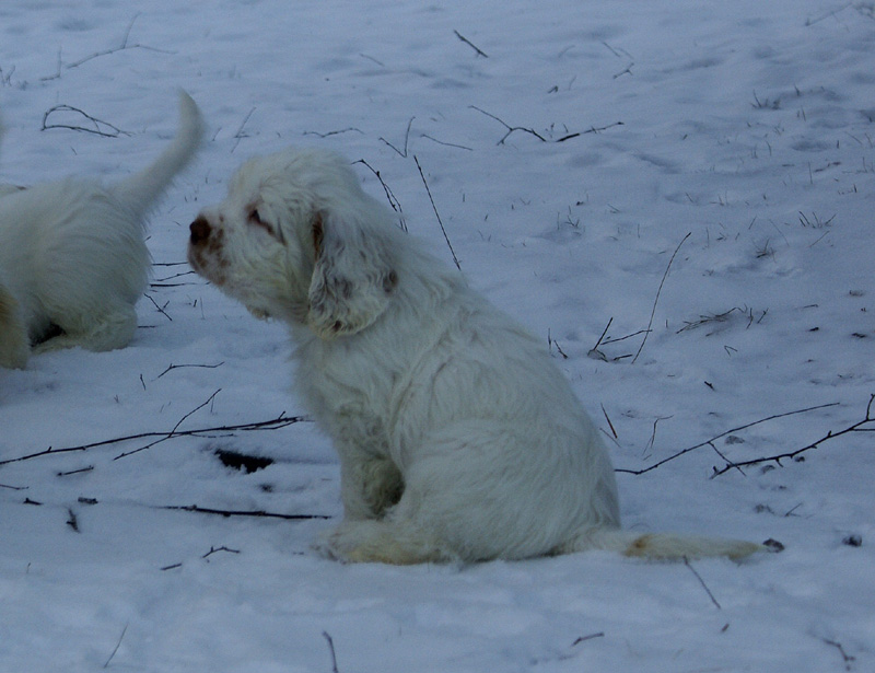 Vieno_Zorro_pups_6,5weeks_i