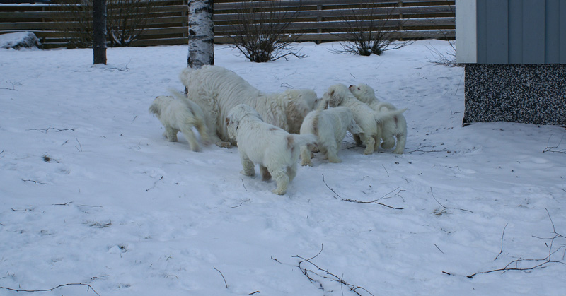 Vieno_Zorro_pups_6,5weeks_j