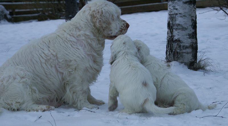 Vieno_Zorro_pups_6,5weeks_l