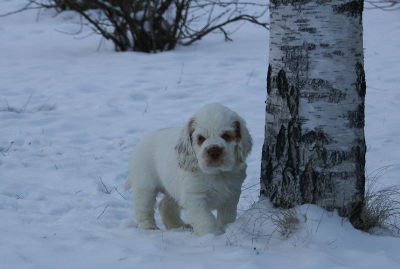 Vieno_Zorro_pups_6,5weeks_n