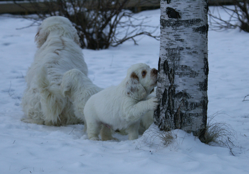 Vieno_Zorro_pups_6,5weeks_o