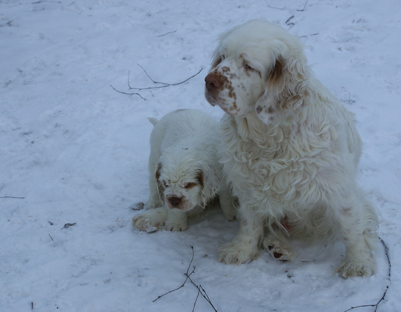 Vieno_Zorro_pups_6,5weeks_q