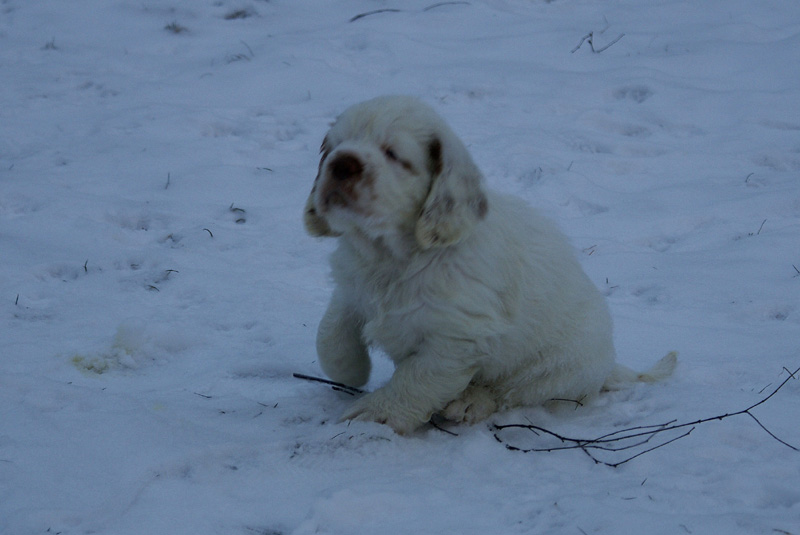 Vieno_Zorro_pups_6,5weeks_r