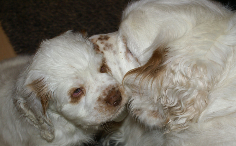 Vieno_Zorro_pups_6,5weeks_rr