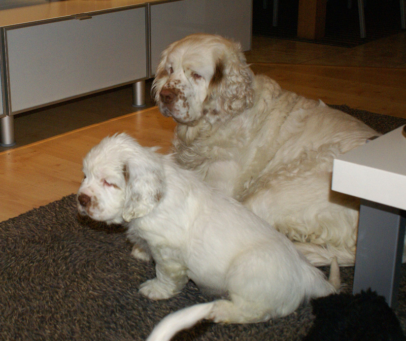 Vieno_Zorro_pups_6,5weeks_rrr