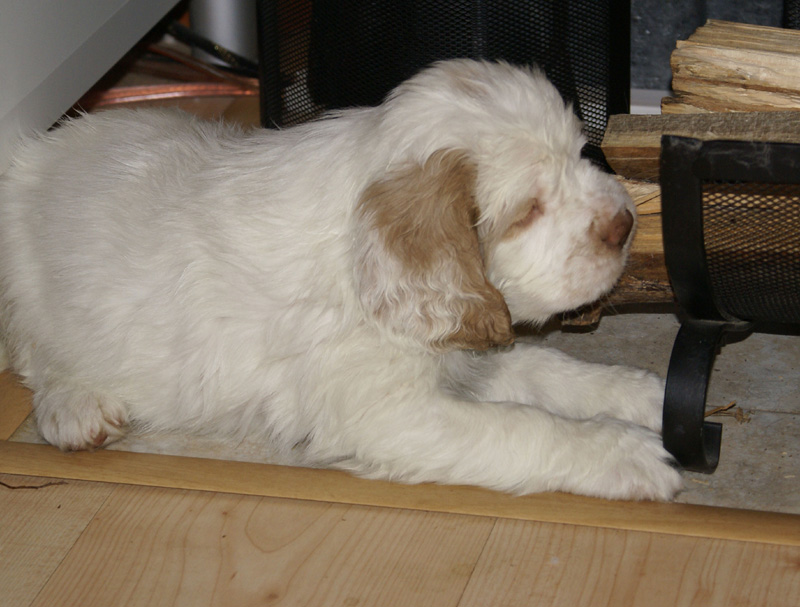 Vieno_Zorro_pups_6,5weeks_t