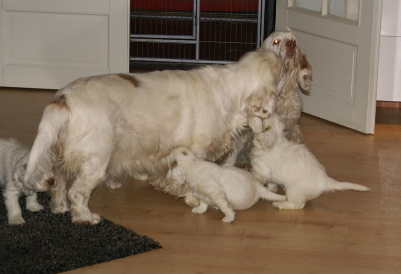 Vieno_Zorro_pups_6,5weeks_tt