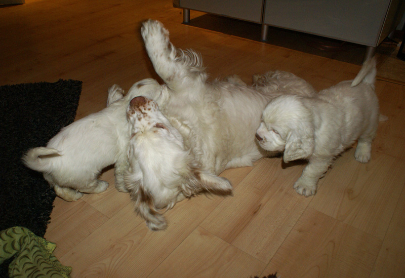 Vieno_Zorro_pups_6,5weeks_ttt