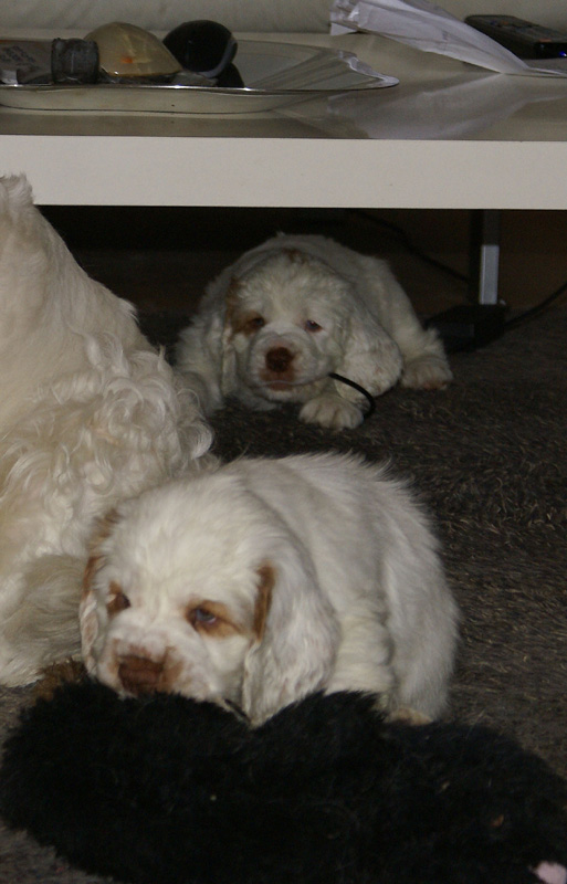 Vieno_Zorro_pups_6,5weeks_u