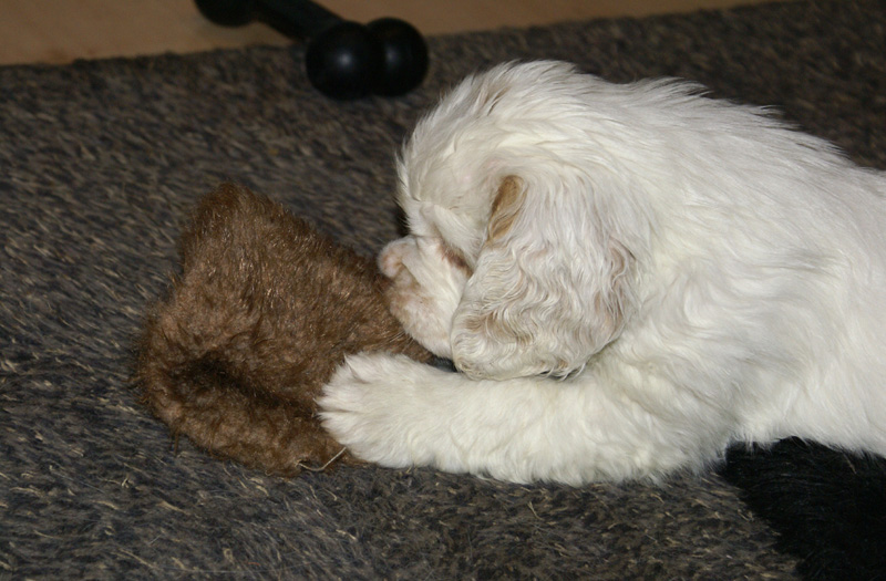 Vieno_Zorro_pups_6,5weeks_vv