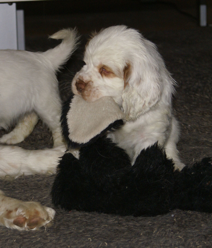 Vieno_Zorro_pups_6,5weeks_w