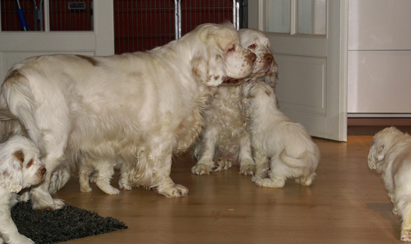 Vieno_Zorro_pups_6,5weeks_ww