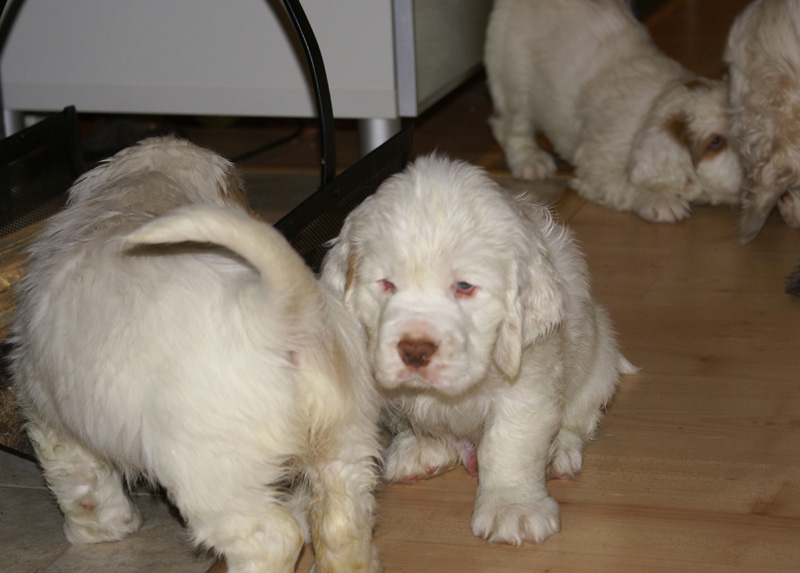 Vieno_Zorro_pups_6,5weeks_x