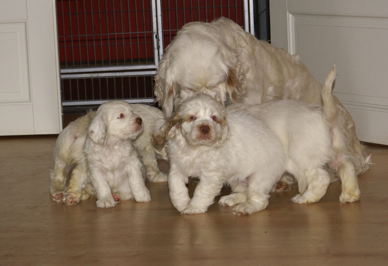 Vieno_Zorro_pups_6,5weeks_xxx