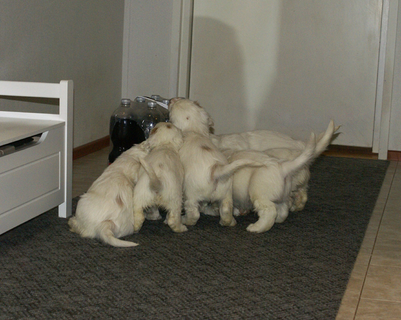 Vieno_Zorro_pups_6,5weeks_y