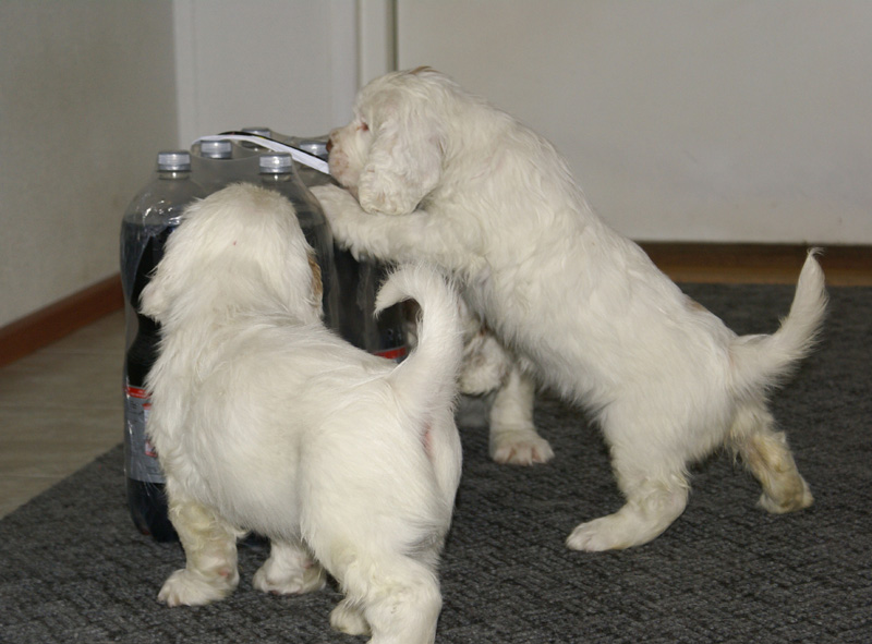 Vieno_Zorro_pups_6,5weeks_yy