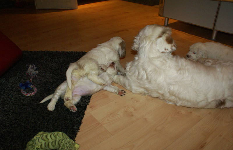 Vieno_Zorro_pups_6,5weeks_yyy