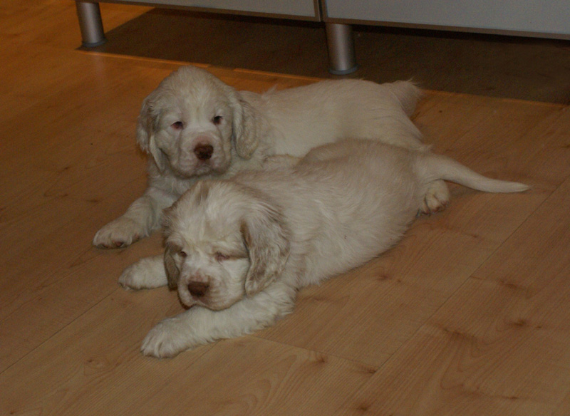 Vieno_Zorro_pups_6,5weeks_z