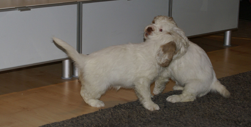 Vieno_Zorro_pups_6,5weeks_zz