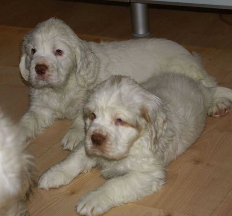 Vieno_Zorro_pups_6,5weeks_zzz