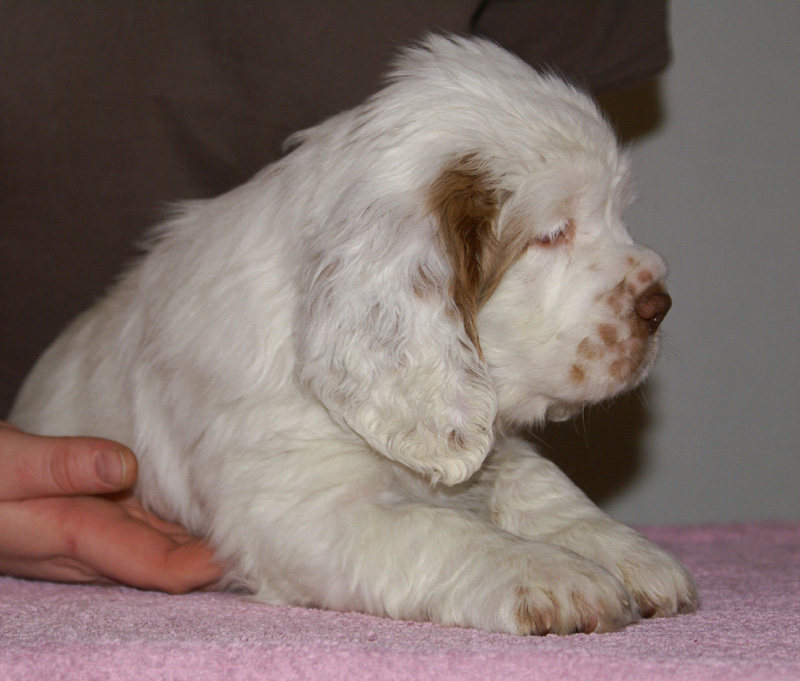 Spice_Twice_Hobgoblin_7weeks_a