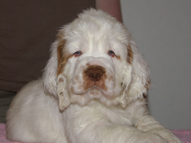 Spice_Twice_Hobgoblin_7weeks_b