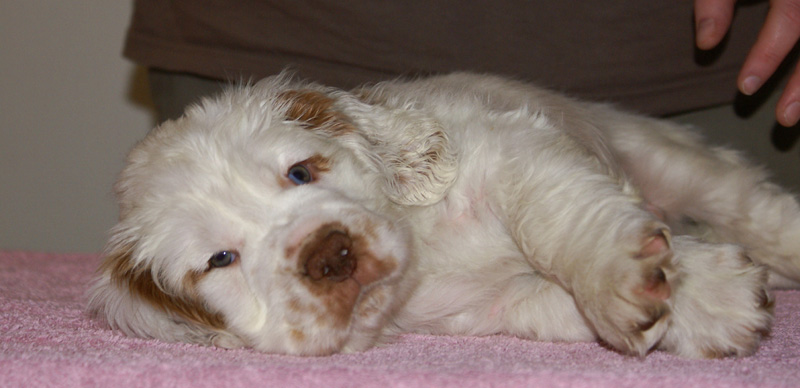 Spice_Twice_Hobgoblin_7weeks_e