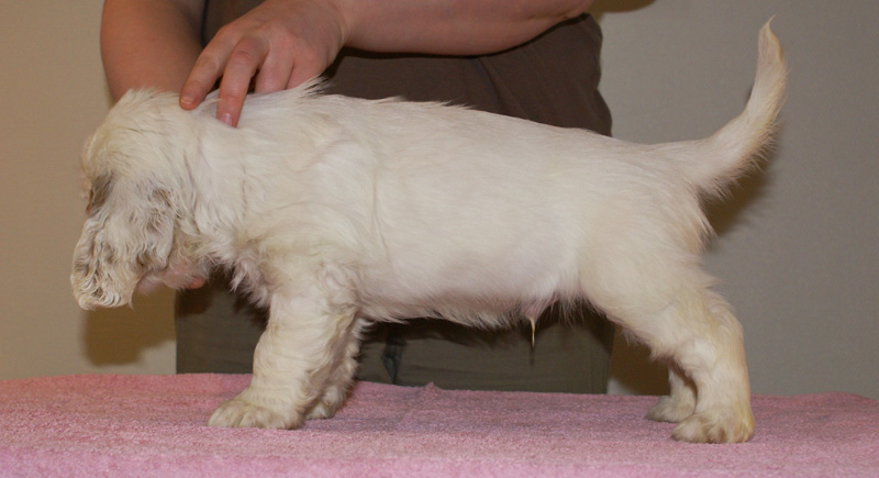 Spice_Twice_Hobgoblin_7weeks_f