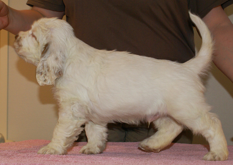 Spice_Twice_Hobgoblin_7weeks_h