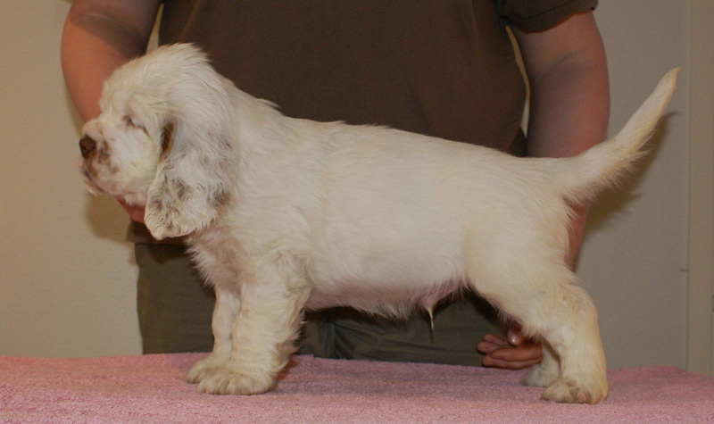 Spice_Twice_Hobgoblin_7weeks_l