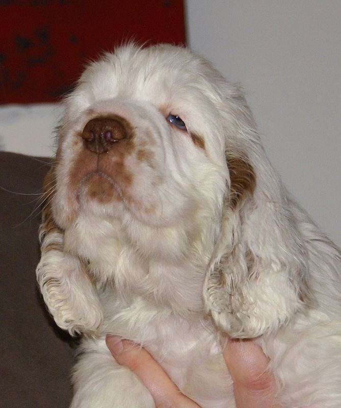 Spice_Twice_Hobgoblin_7weeks_o