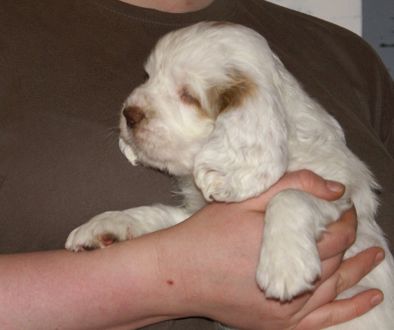 Spice_Twice_Mymble_7weeks_e