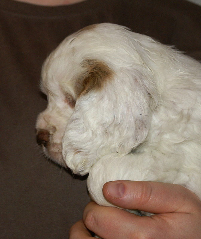 Spice_Twice_Mymble_7weeks_h